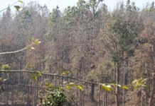 Scientific Study Confirms Defoliator Insect Outbreak in Western Nepal’s Sal Forests